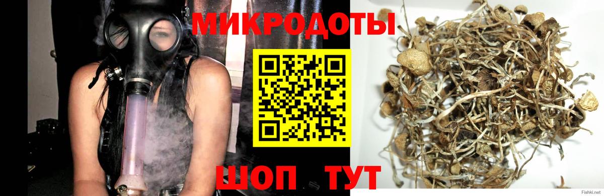 Псилоцибиновые грибы Cubensis Кандалакша